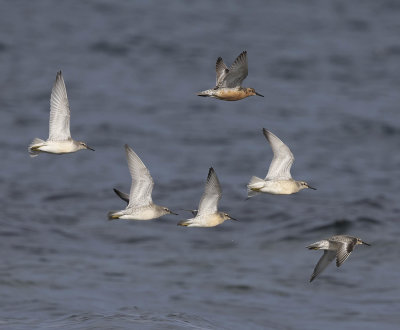 Knot (adult and juveniles)