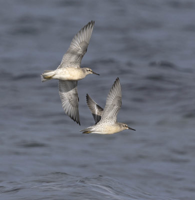 Knot (juvenile)