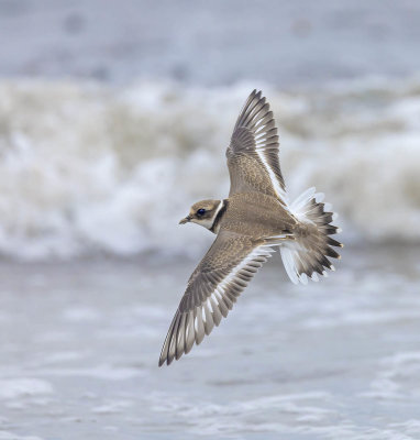 Ringed Plover (juvenile)