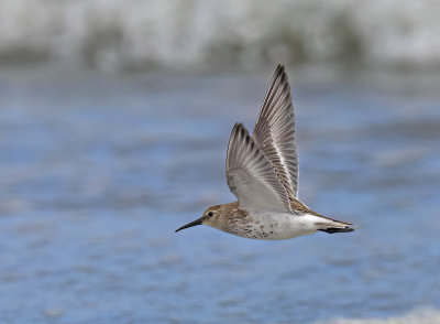 Dunlin