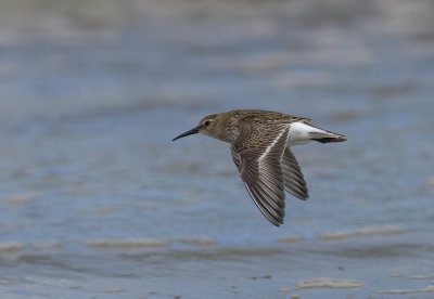 Dunlin