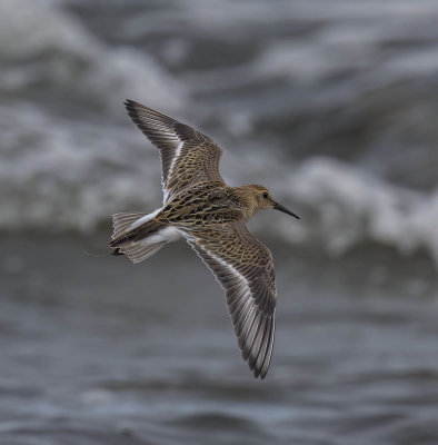Dunlin