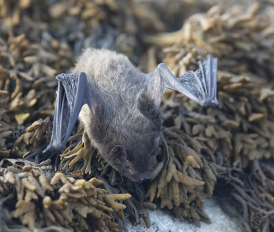 Daubenton's Bat