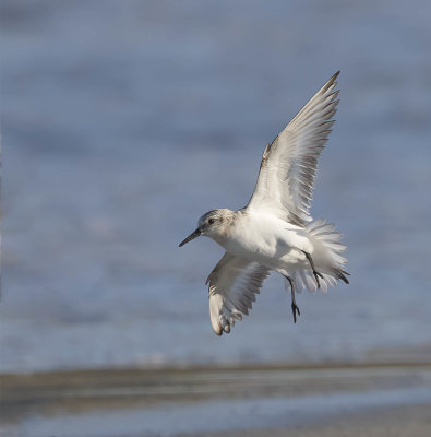 Sanderling (juvenile)