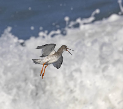 Redshank