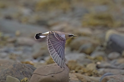 Wheatear