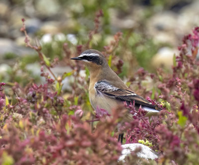 Wheatear