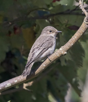 Spotted Flycatcher