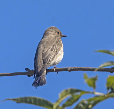 Spotted Flycatcher