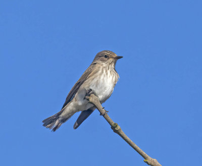 Spotted Flycatcher