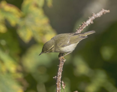Arctic Warbler