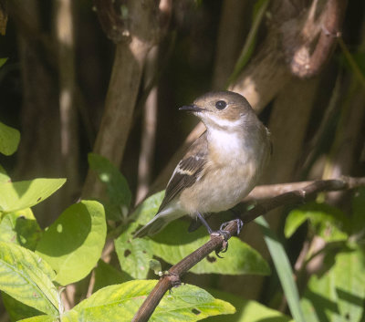 Pied Flycatcher