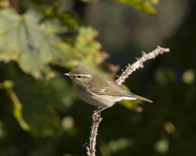 Arctic Warbler