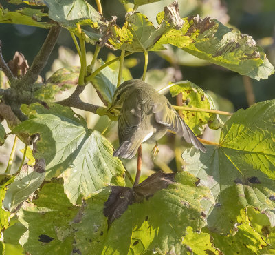 Arctic Warbler