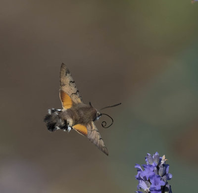 Hummingbird Hawk moth (Macroglossum stellatarum)