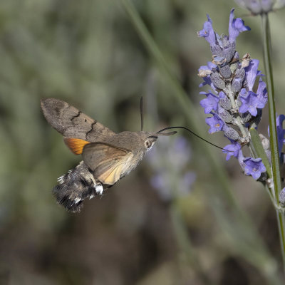 Hummingbird Hawk moth (Macroglossum stellatarum)