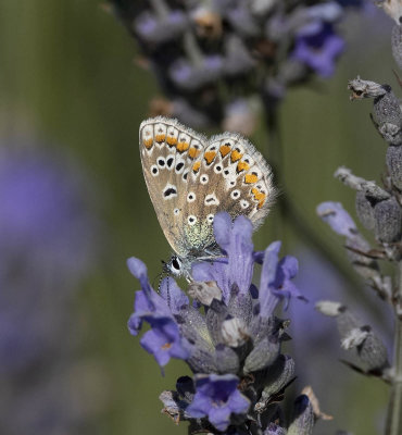 Common Blue (Polyommatus icarus)