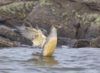 Goosander