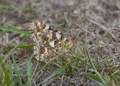 Painted Lady (Vanessa (Cynthia) cardui)