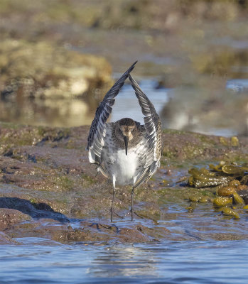 Dunlin