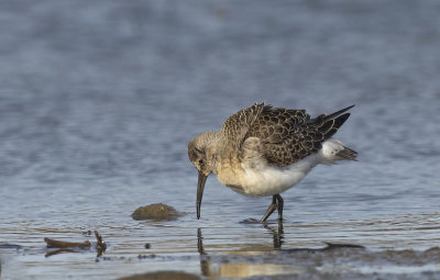 Curlew Sandpiper (juvenile)