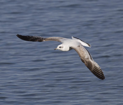 Mediterranean Gull (1st w)