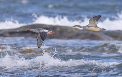 Goosander