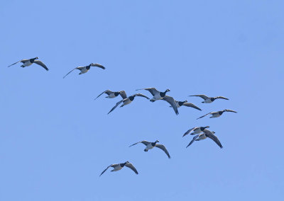 Barnacle Geese