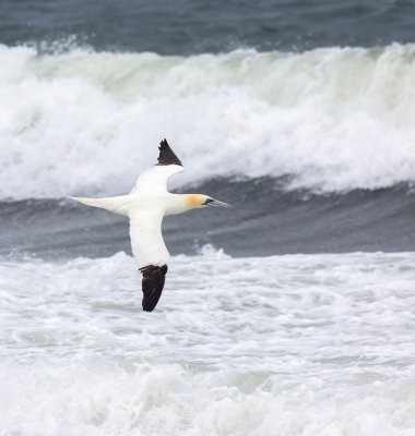 Gannet