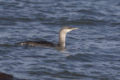 Red-throated Diver