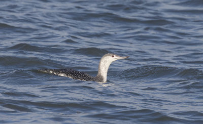 Red-throated Diver