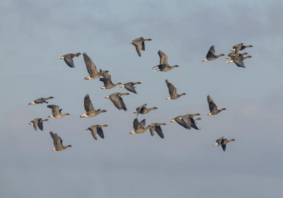 Pink-footed Geese