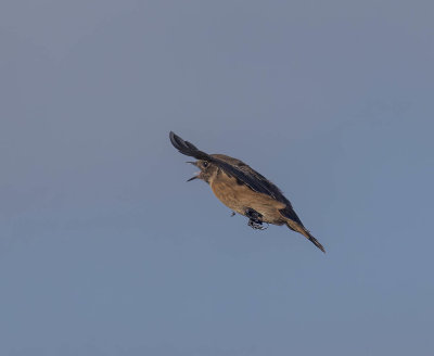 Stonechat (female)