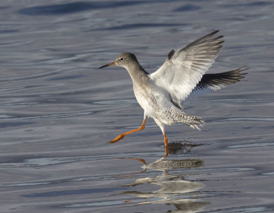 Redshank