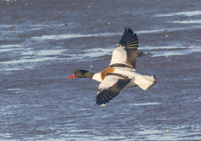 Shelduck