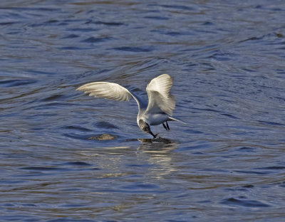 Whiskered Tern
