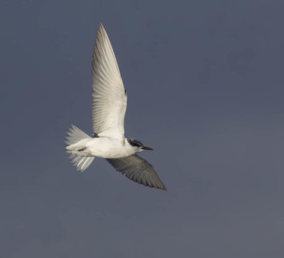 Whiskered Tern