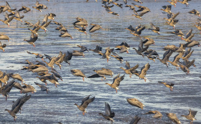 Pink-footed Geese