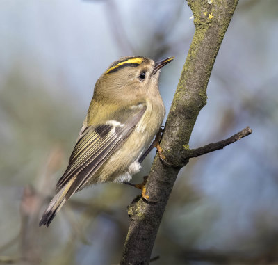 Goldcrest