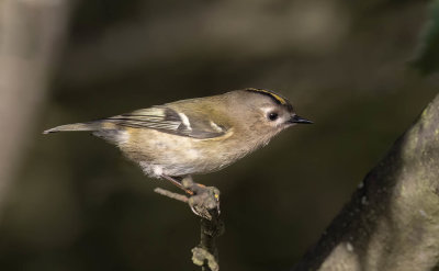 Goldcrest