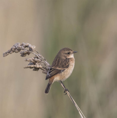 Stenjenger's Stonechat (Amur now being used)