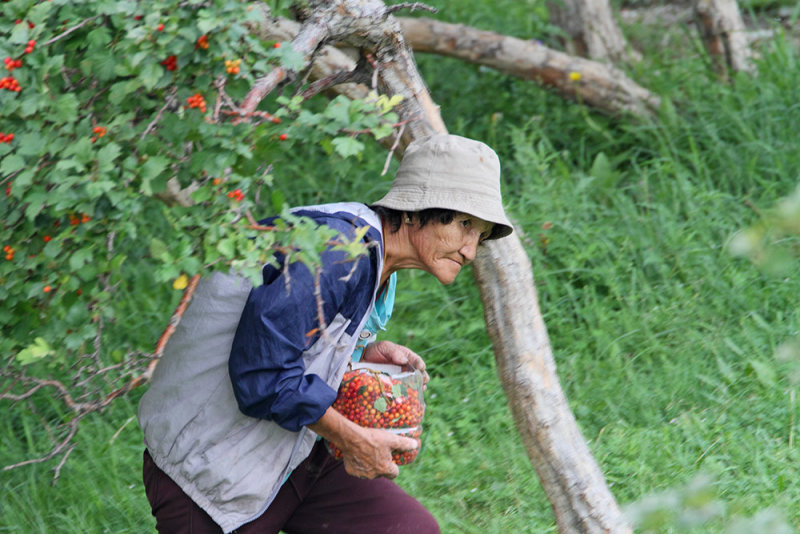 Collecting of sea buckthorn Hippophae rhamnoides nabiranje rakitovca _MG_8831-111.jpg