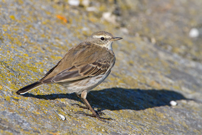 Water pipit Anthus spinoletta vriskarica_MG_09131-111.jpg