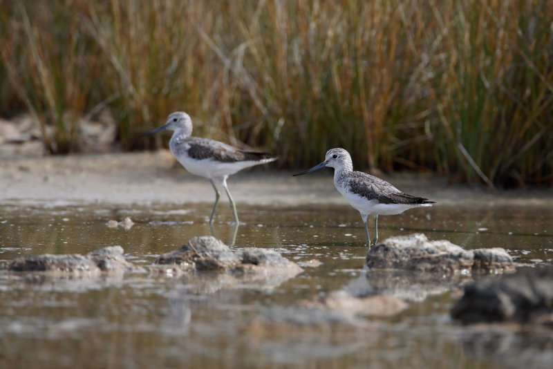 Greenshank Tringa nebularia zelenonogi martinec_MG_5307-111.jpg