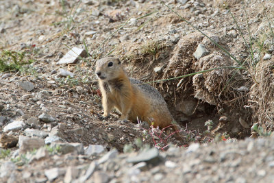 Long-tailed ground squirrel Urocitellus undulatus_MG_5305-111.jpg