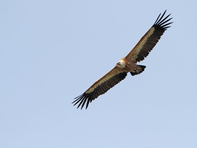 Griffon vulture Gyps fulvus beloglavi jastreb_MG_7749-111.jpg