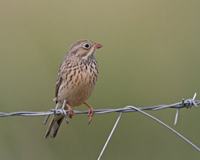 Ortolan bunting Emberiza hortulana vrtni strnad_MG_5673-111.jpg