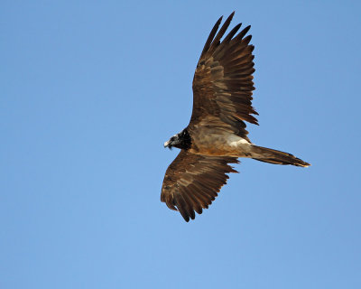 Bearded vulture Gypaetus barbatus brkati ser_MG_5173-111.jpg