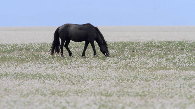 Horse and wild garlic_MG_5420-111.jpg