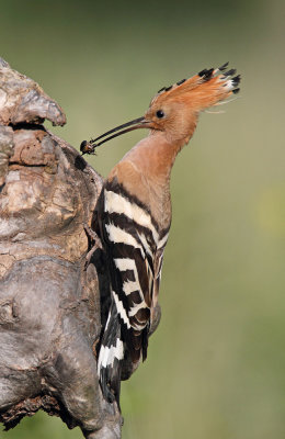 Hoopoe Upupa epops smrdokavra_MG_4037-111.jpg